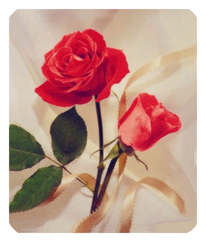 288 DF35-508-RD Ribbon and Rose Red